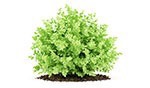 Small bush in springtime