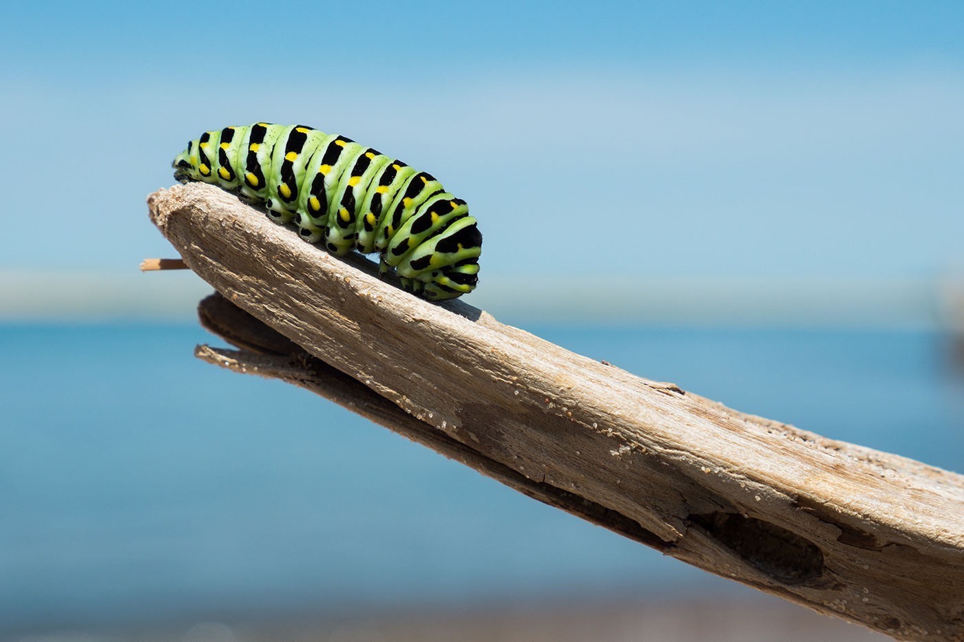 Green, yellow, and black caterpillar crawling on wood