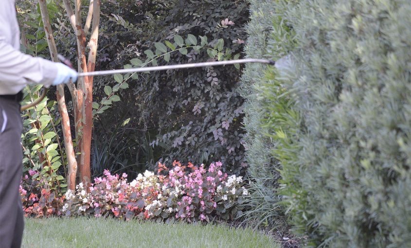 Man taking care of his lawn by watering his shrubs