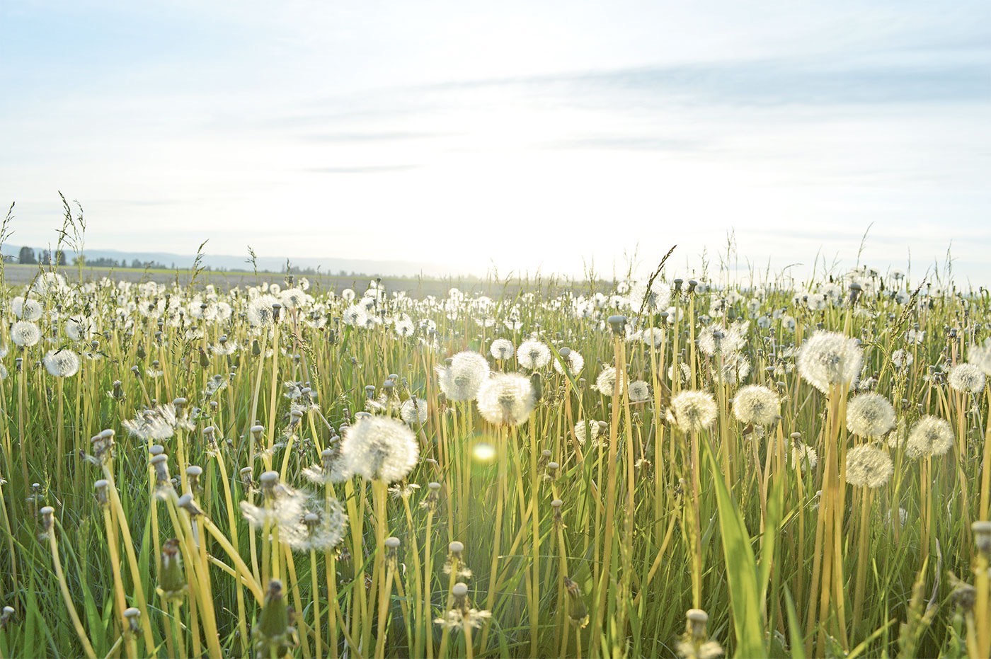 How do I get rid of dandelions?