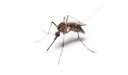Keep mosquitos away from your family and your lawn