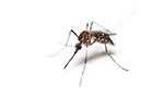 Protect your family, pets and home from pesky mosquitos and pests