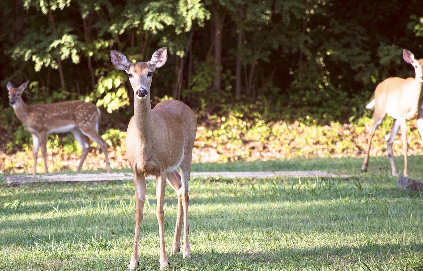 Deer roaming on lawn near the woods