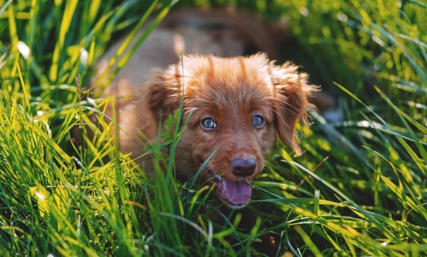 Cute brown puppy crawling through lawn with tall grass