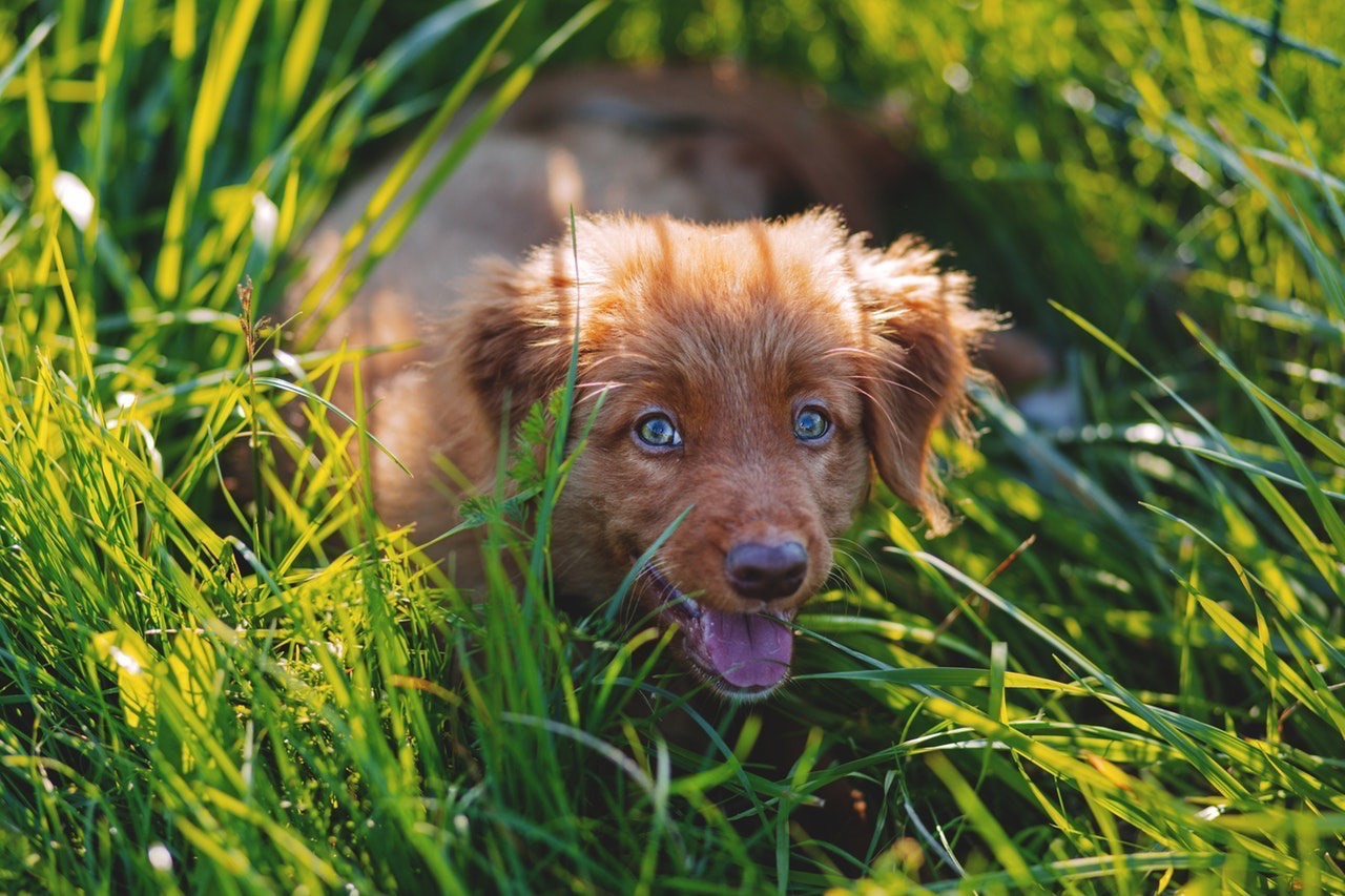 When Should I Allow My Pets On the Lawn After Laying Down Fertilizer? - Perennial Lawn Care When Should I Allow My Pets On the Lawn After Laying Down Fertilizer? - Perennial Lawn Care