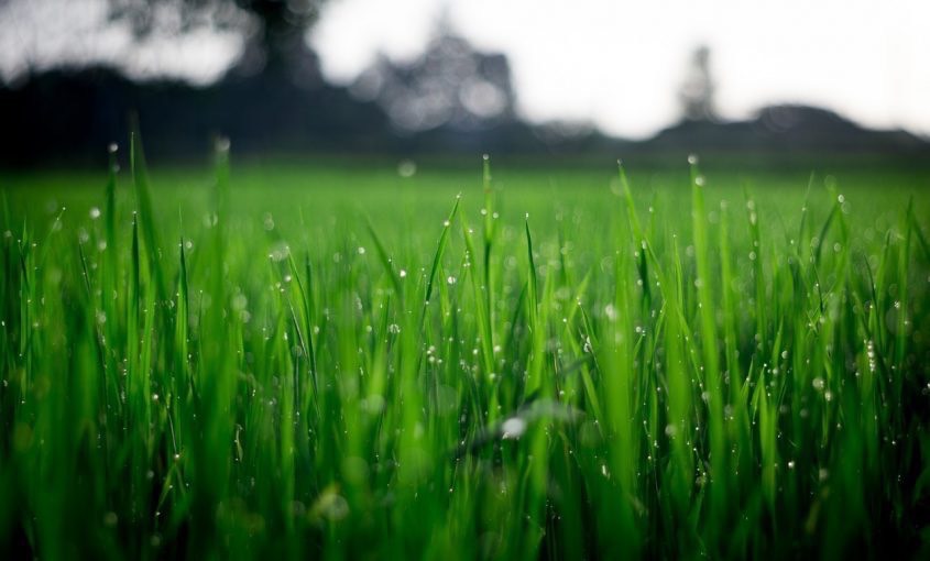 How Much Water Does Your Lawn Really Need?