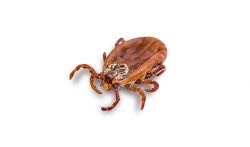 Learn how to protect your family and your home from ticks and pests