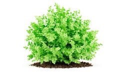 treeshrub-graphic Luscious shrub growing in the spring