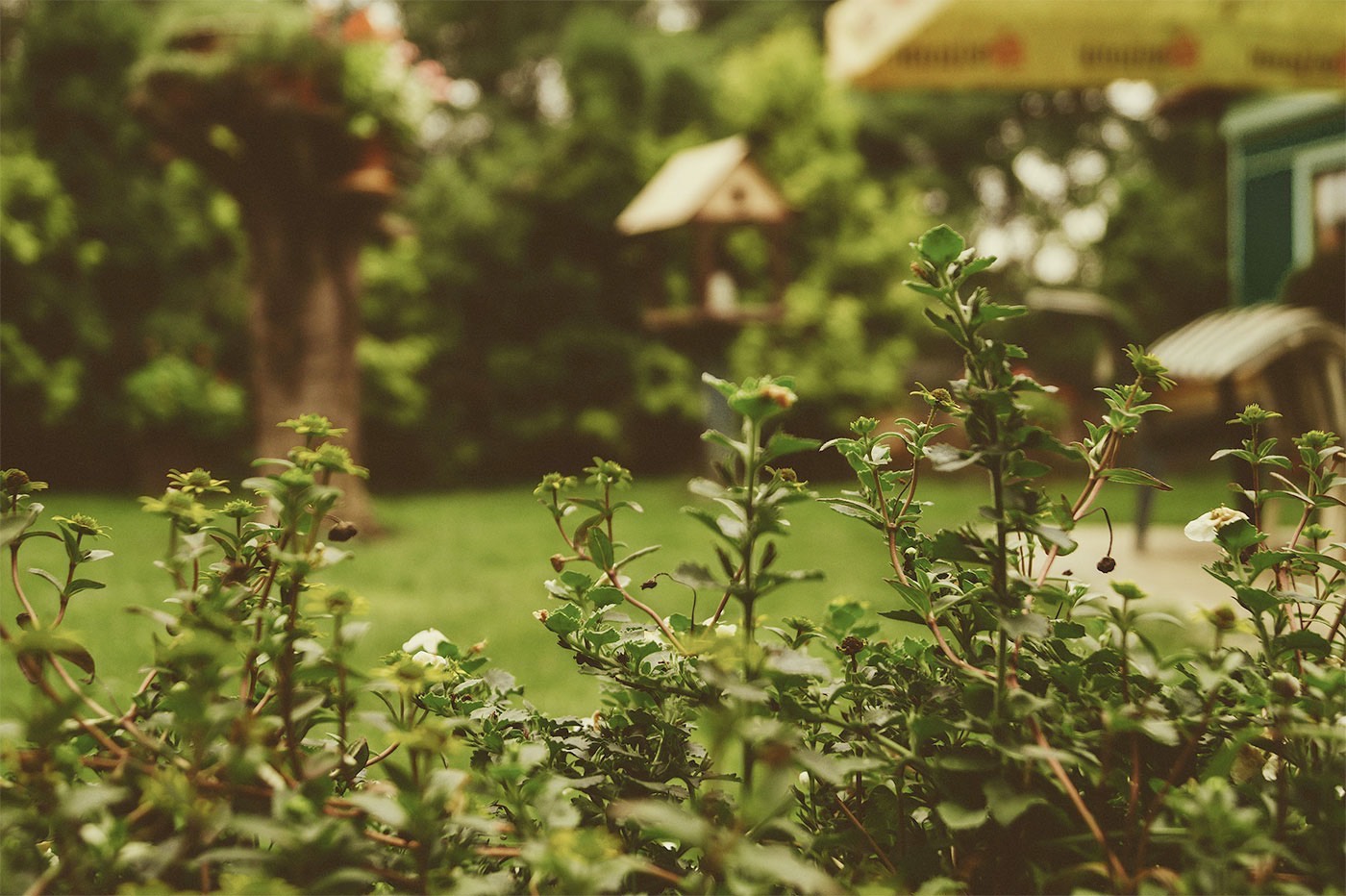 How do I take care of ornamental shrubs and trees?