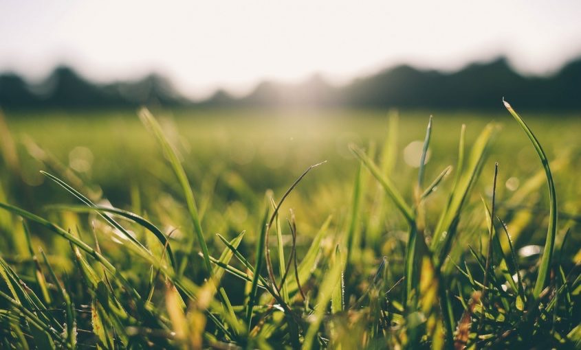 Is Your Grass Suffering from Summer Lawn Stress?