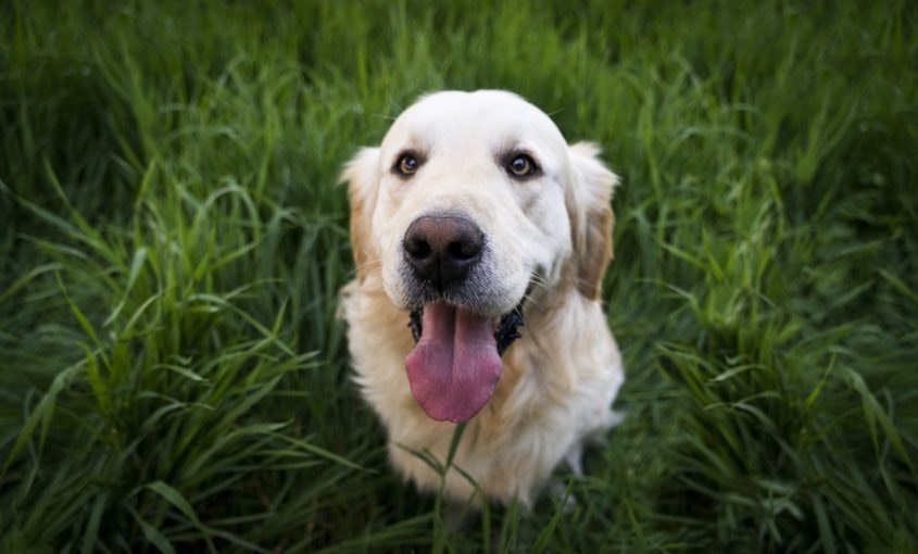 How to Properly Check For Ticks on Pets