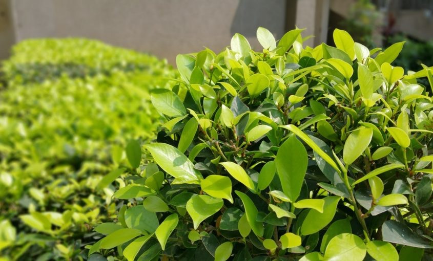 Shrubs and Bushes: How To Tell The Difference