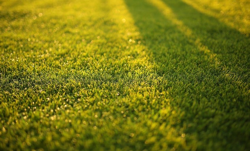 Is Your Grass Turning Yellow?