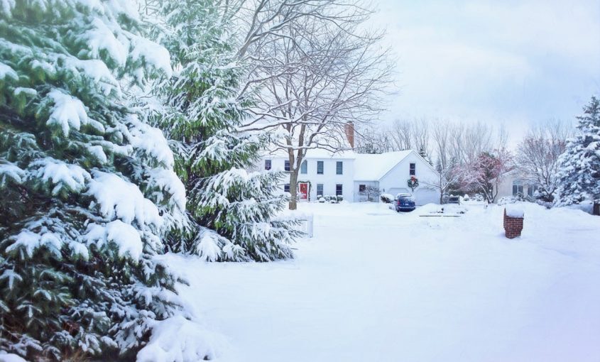 What Happens to Ticks in the Winter?