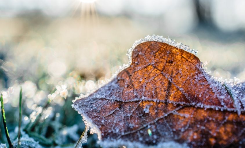 How to Protect Yourself from Lawn Frost