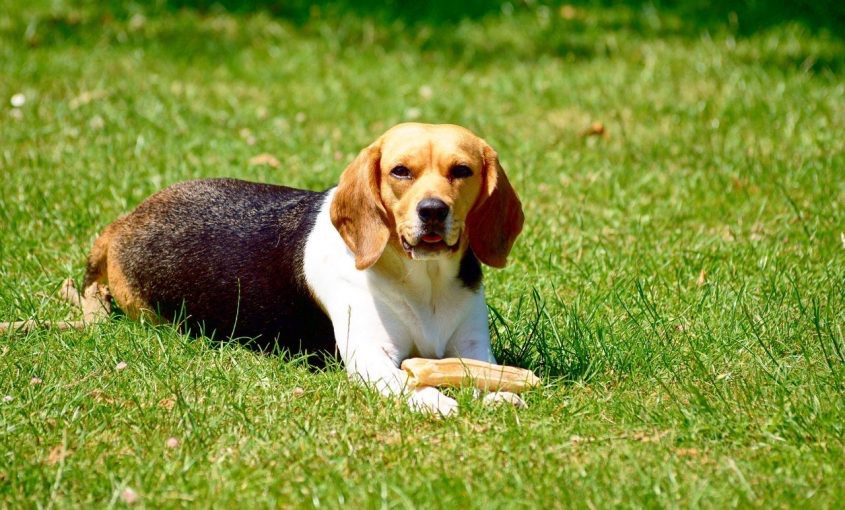 The Dangers of Dog Poop in Your Yard