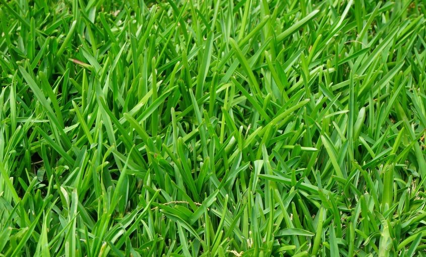 How to Buy Good Quality Grass Seed