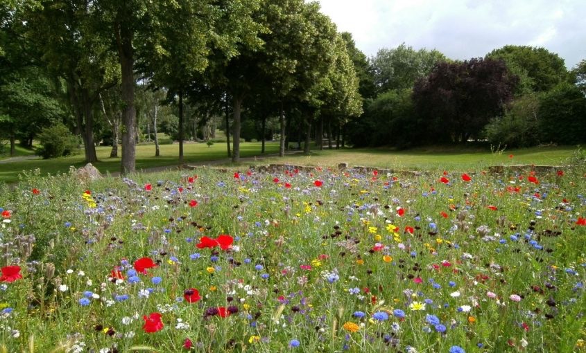 Benefits of Wildflowers To Your Yard