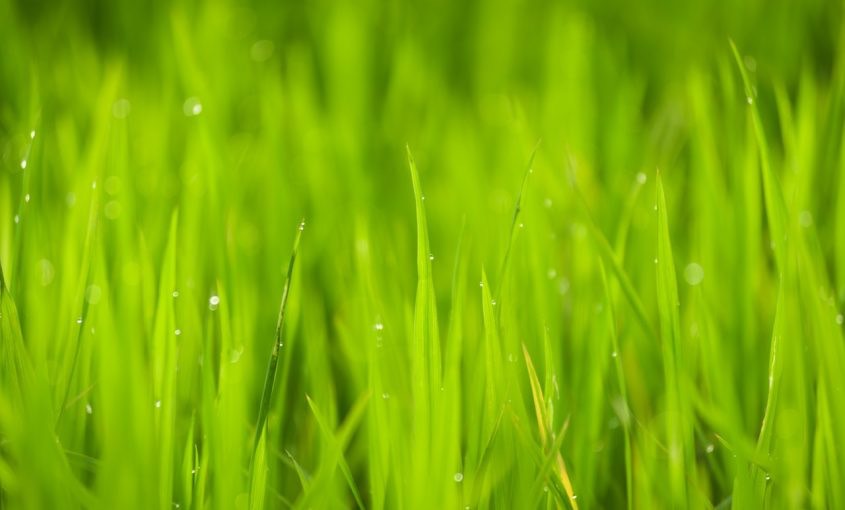 Overseeding in the Spring: Is It Necessary?