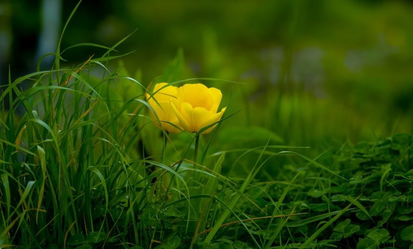 Understanding Grasses That Grow in the Shade