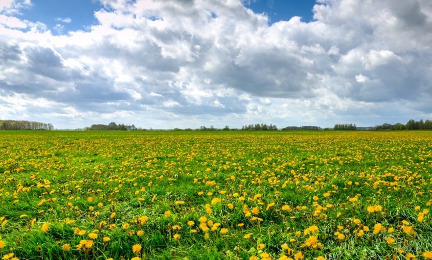 Dandelions Blowing In The Wind