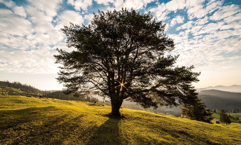 Today's Guide: How To Move A Tree