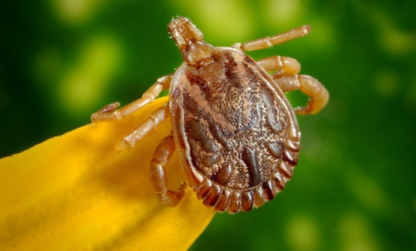 Tick Facts 101