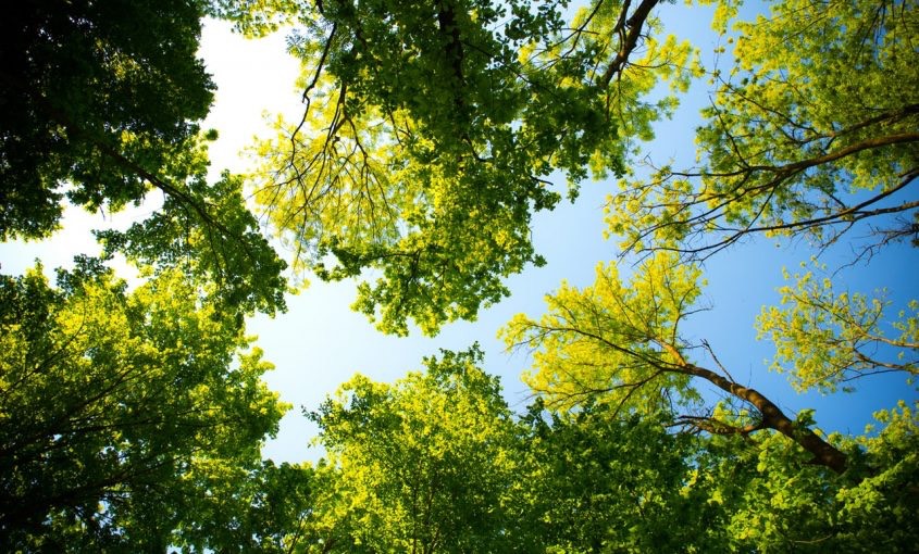 Tree Care Checklist