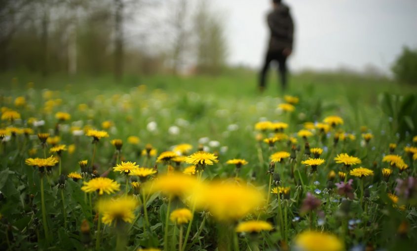 How to Deal with Fall Weeds