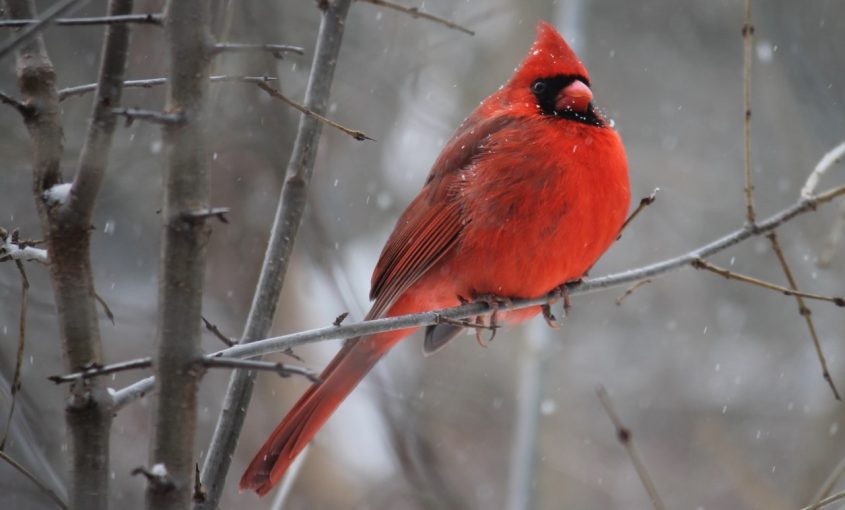 How You Can Help Wildlife This Winter