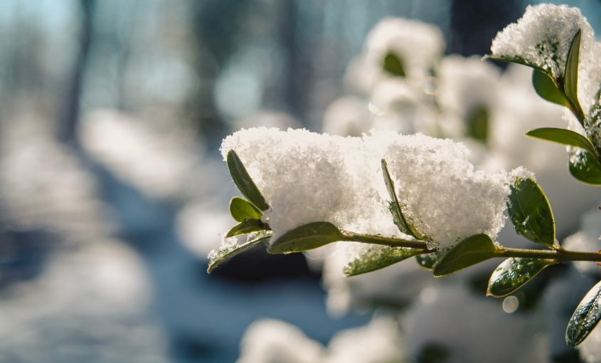 Winter Lawn Maintenance for the East Coast