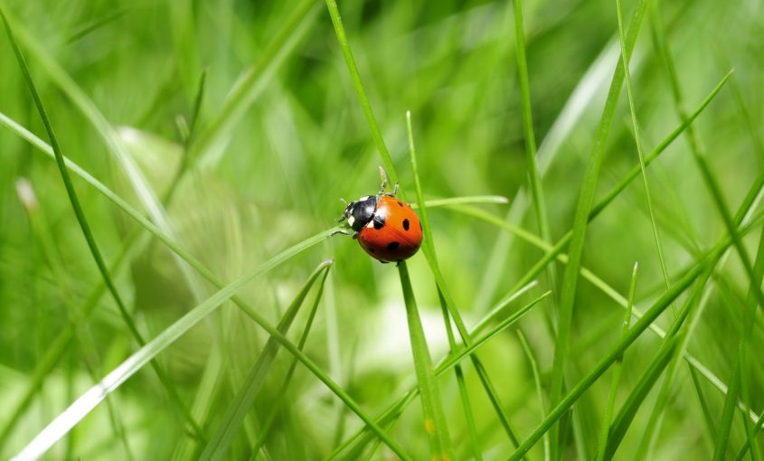 Deciphering Beneficial Insects Vs. Pests