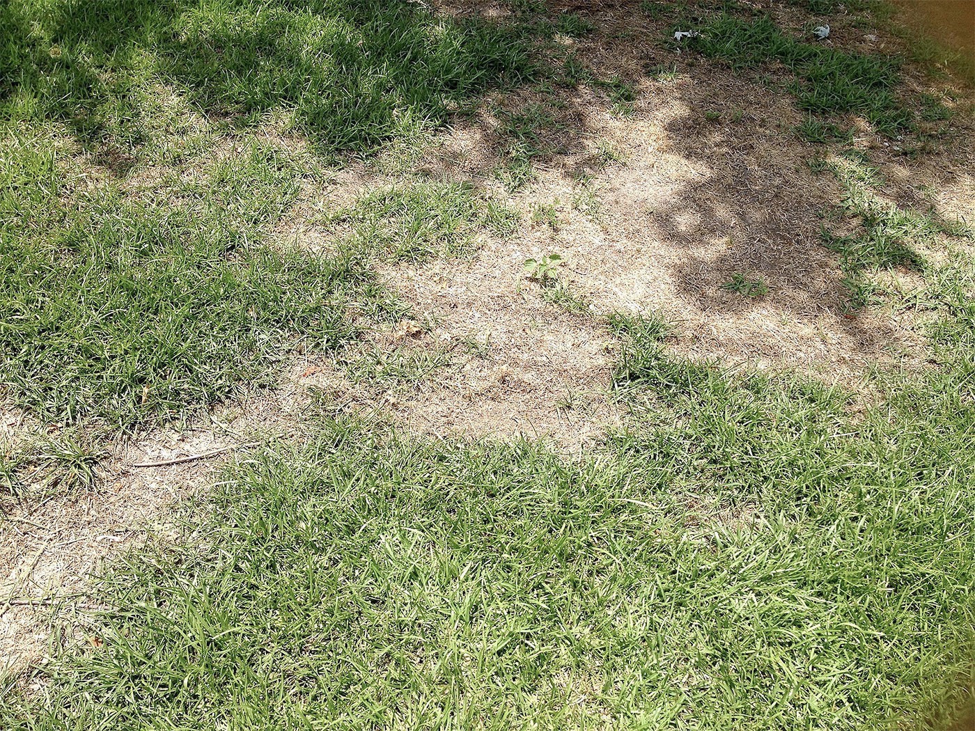 Why does my grass look so brown?