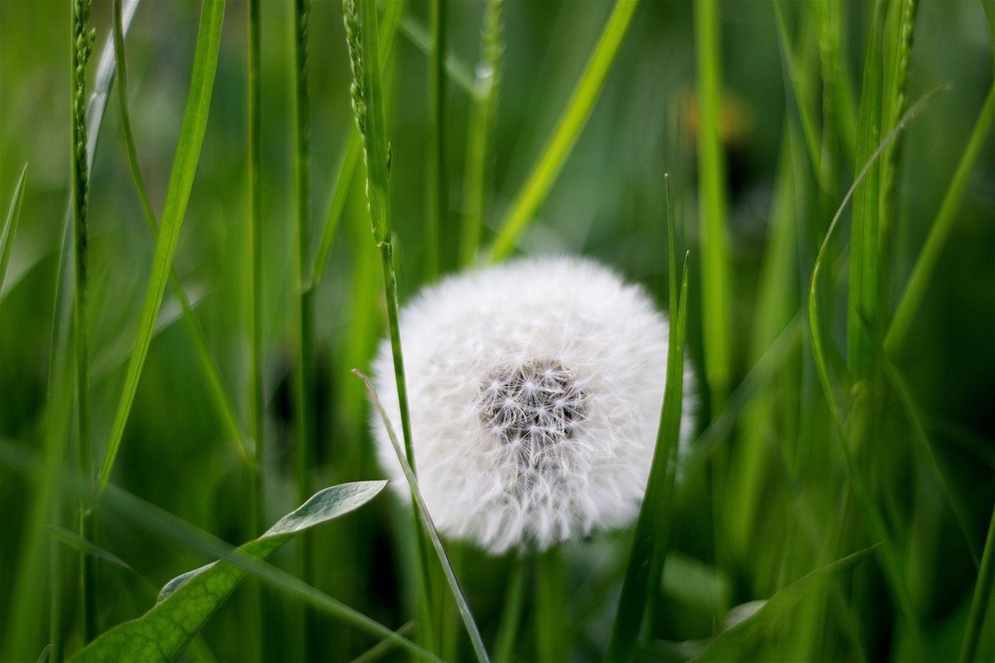 Control Your Weeds