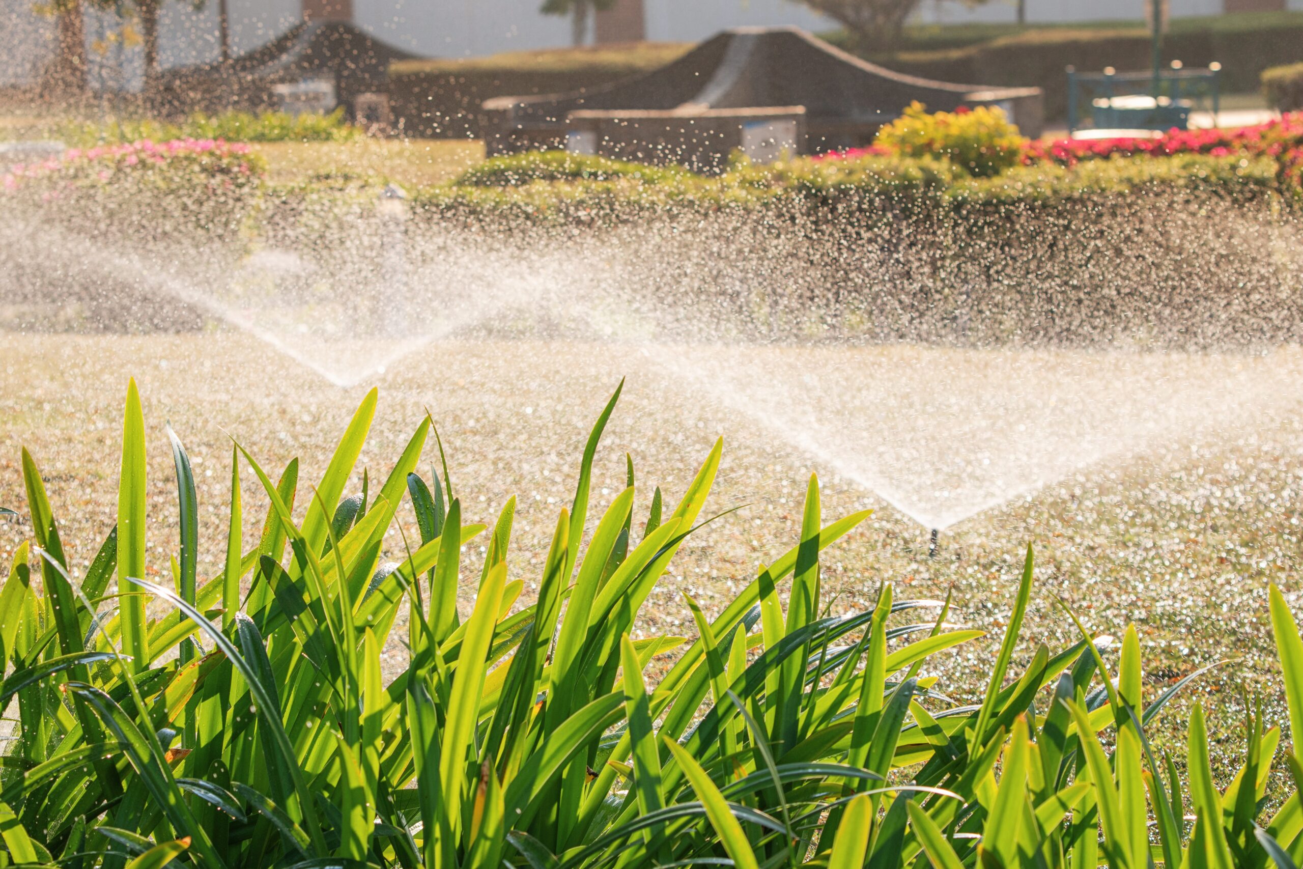 How to Protect Your Lawn During Summer Heatwaves - Perennial Services