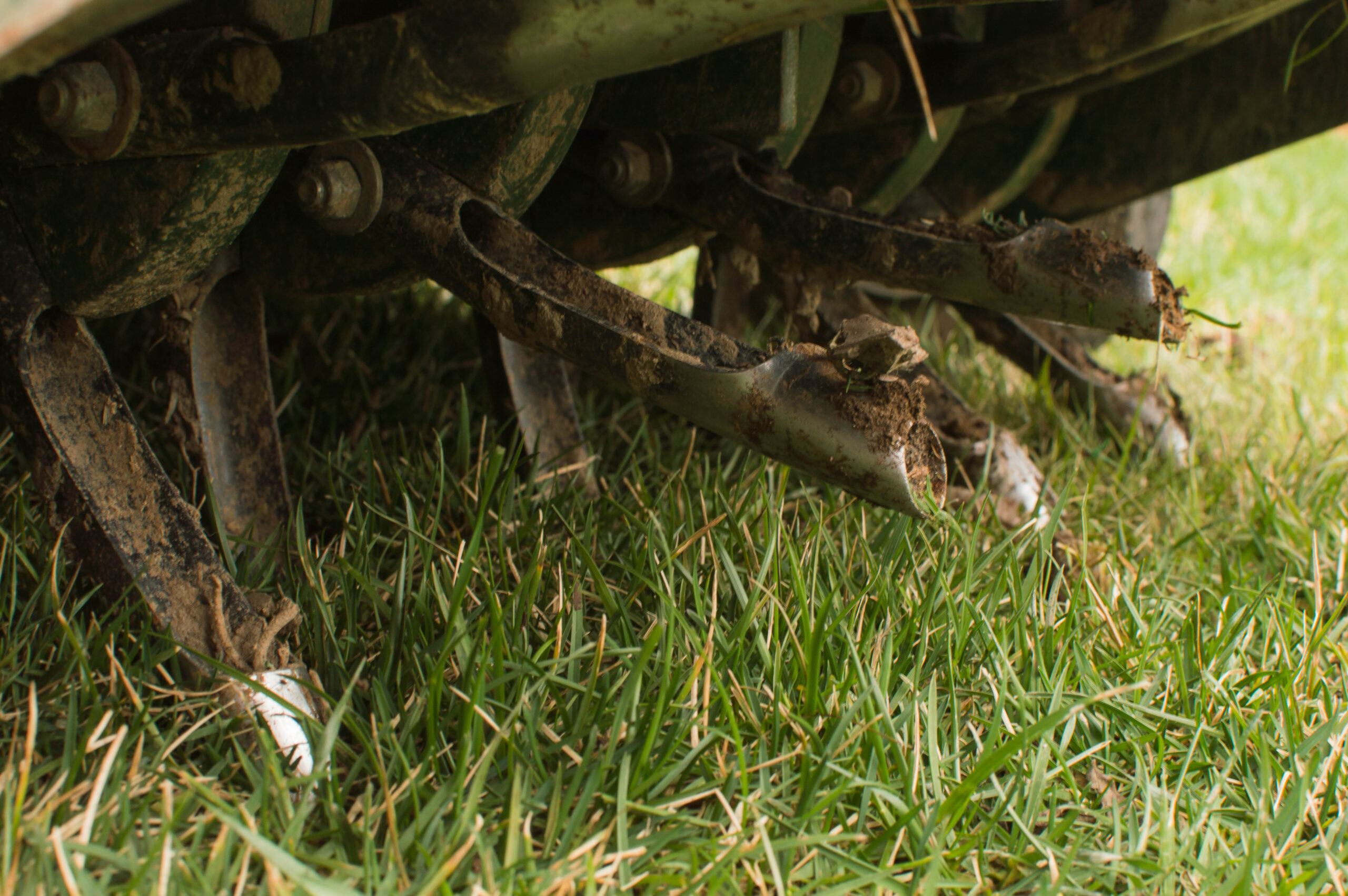 Core,Aeration,On,Fescue,Lawn,With,Aerator