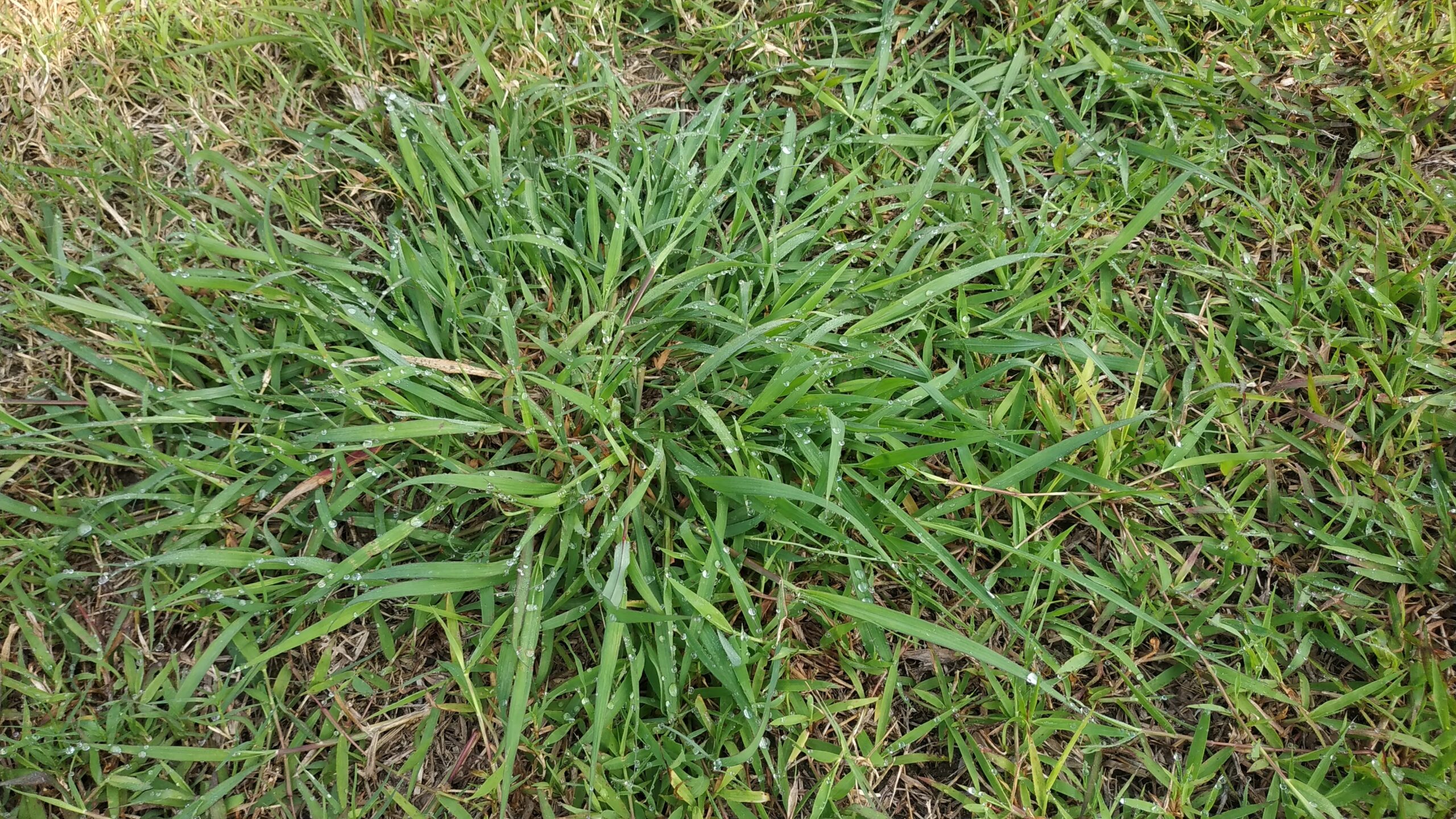 Close-up,Of,A,Large,,Vibrant,Green,Crabgrass,Clump,(digitaria),Spreading