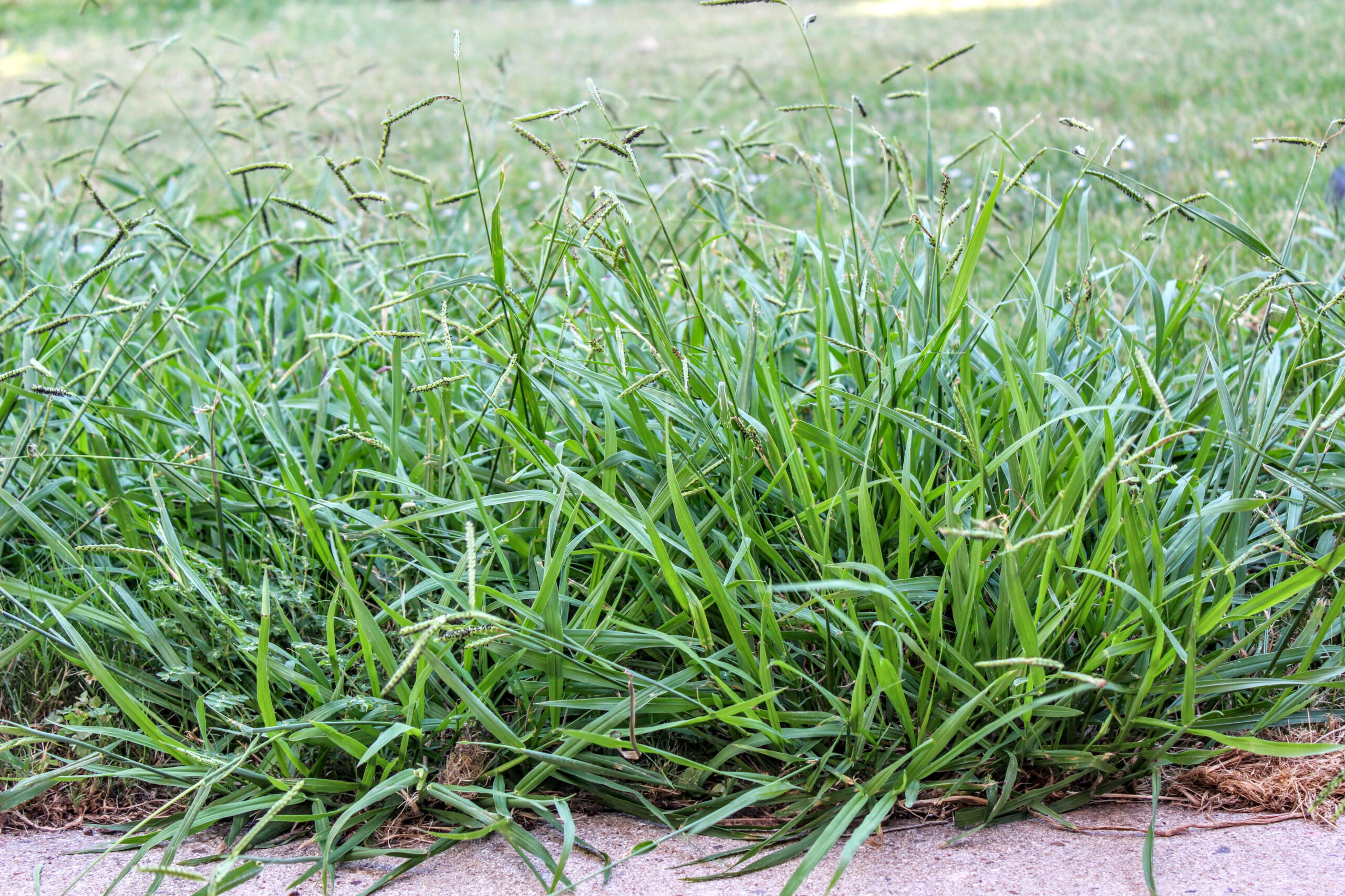 Lawn,Taken,Over,By,Crabgrass,Weeds.