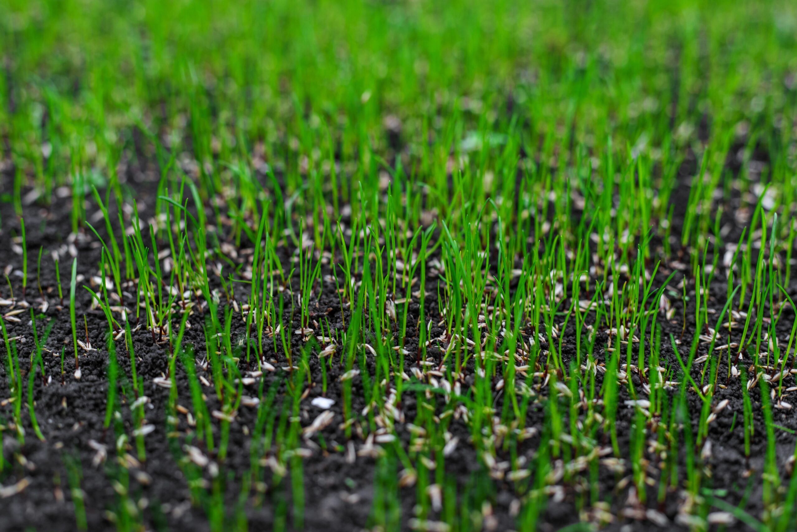 Young,Lawn,Grass,Has,Sprouted.,Selective,Focus.,Nature.